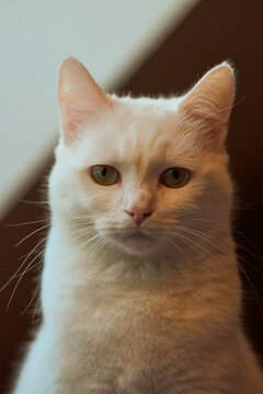 Chat