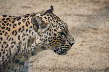 Guepard