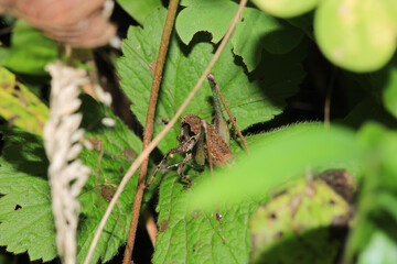 dark bush cricket grasshopper insect macro photo