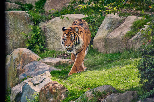 Tigre