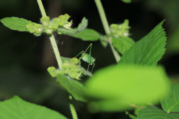green grasshopper phaneroptera falcata photo