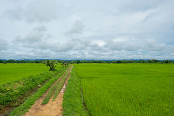 Fototapeta na wymiar .Green rice plants in the field against the sky