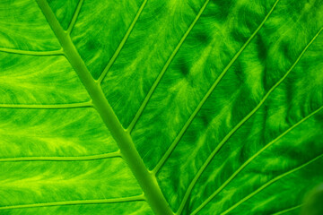 bright green nature leave abstract natural background.