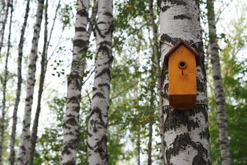 Birdhouse on the trunk of a birch tree in the park. High quality photo