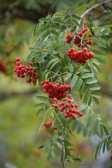 Branches with red clusters of ashberry. High quality photo