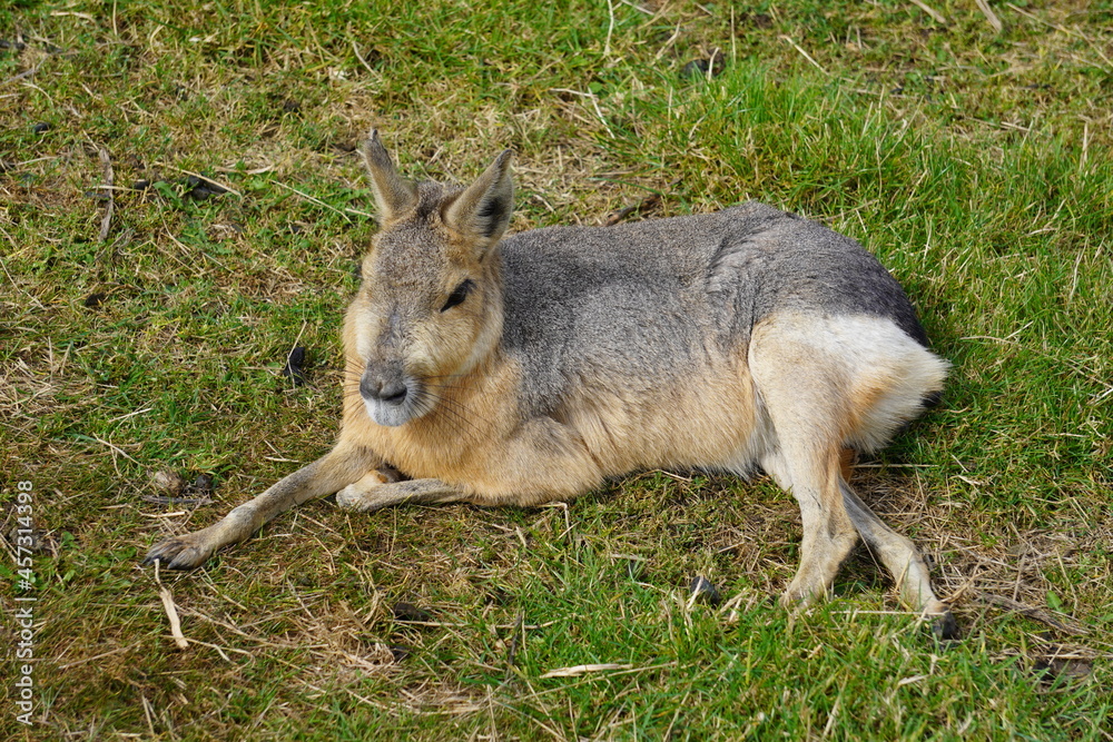 Sticker Patagonian mara