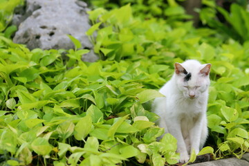 white cat on grass