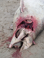 Dead shark body at the sand beach