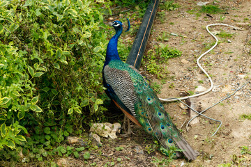 Beautiful peacockis walking in park at summer