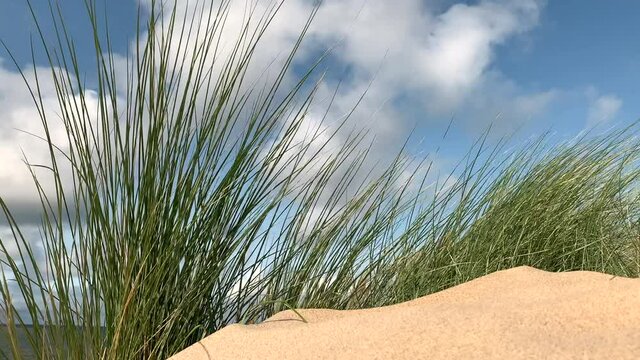 Summer at the beach with dune grass waving in the wind.