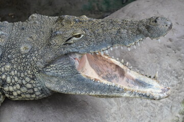 Nile crocodile