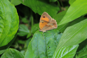 Obraz premium speckled wood butterfly macro photo