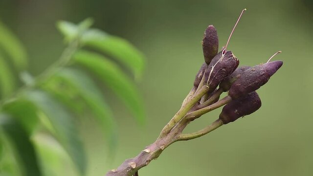 Broken bones tree flower or Indian trumpet flower. It is a food source for ants and spiders.