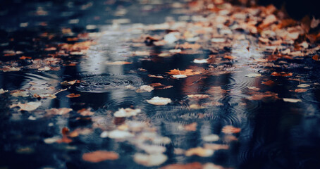 Autumn fallen yellow leaves lie in a puddle in the rain. Raindrops on the surface of the water.