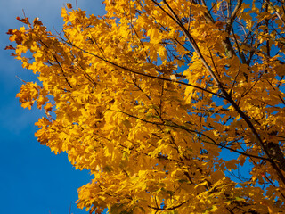 View of maple tree with bright yellow and orange leaves on branches with blue sky in background in bright sunlight