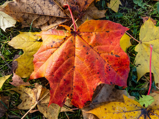 Orange and yellow maple leaf on the ground in bright sunlight. Fall outdoor background