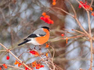 Red bird Eurasian bullfinch (Pyrrhula pyrrhula) sitting on a branch of guelder rose (Viburnum opulus) and eating red fruits