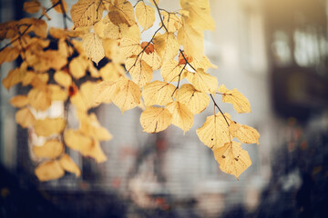 The branches of the linden in autumn yellow leaves