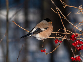 Female of Eurasian bullfinch (Pyrrhula pyrrhula) sitting on branches of guelder rose (Viburnum opulus). Females have grey-buff underparts