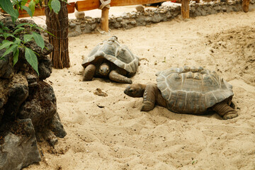 Two big aldabra tortoises are walking on sand