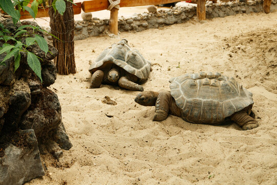 Two Big Aldabra Tortoises Are Walking On Sand