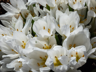 Macro of white spring-flowering flower Colchicum szovitsii in bright sunlight in spring