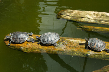 Fototapeta premium Painted turtles floating on a log in the pond.