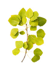 a large aspen branch with many green and yellow leaves with a stem isolated on a white background