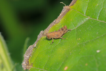 rufous grasshopper insect macro photo