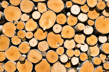 woodpiles of various trees - logs in different shapes and sizes