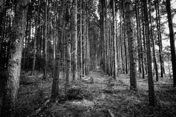 Pine forest with parallel trees. Monochrome image. with crisp focus and dramatic contrast.
