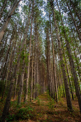 Pine forest with parallel trees. Stylized image. with crisp focus and dramatic contrast.