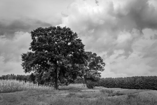 Stormy sky and corn field with distinct trees in black and white