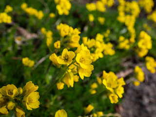 Macro shot of small, delicate Yellow Whitlow Grass (Draba sp.) is a trailing perennial plant with little yellow flowers in bright sunlight in rock garden