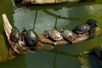 Painted turtles floating on a log in the pond.