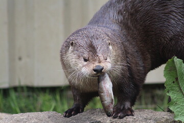 Asian small-clawed otter (Aonyx cinereus) standing on a rock with a fish in his mouth