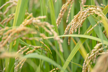 たわわに実った瑞々しい稲穂