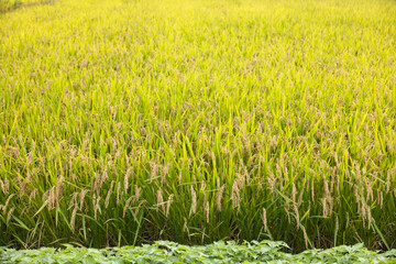 たわわに実った瑞々しい稲穂