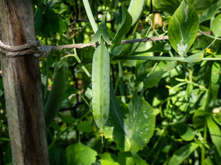 Macro of single green pea pod on plant with green leaves in bright sunlight. Beautiful and detailed botanic background
