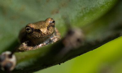 macro of golden frog on cactus cuttings soaked by morning dew