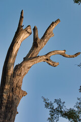 “In every change, in every falling leaf there is some pain, some beauty. And that's the way new leaves grow.”