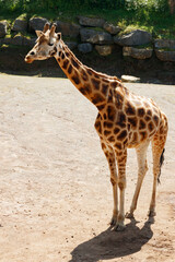 Beautiful giraff walking in the park at summer