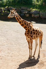 Beautiful giraff walking in the park at summer
