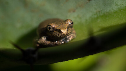 macro of golden frog on cactus cuttings soaked by morning dew