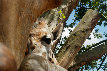 Beautiful giraff watching to photographer from behind the tree
