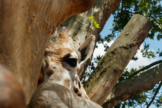 Beautiful Giraff Watching To Photographer From Behind The Tree