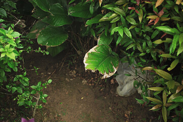 Fototapeta premium Leaf in gradual decay