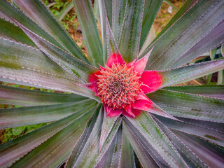 young red pineapple, believed to abort the fetus, gout, rheumatism