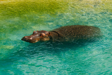 Large hippopotamus is swimming in the pond