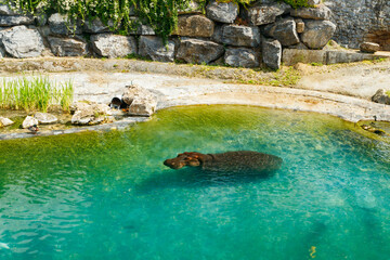 Fototapeta na wymiar Large hippopotamus is swimming in the pond